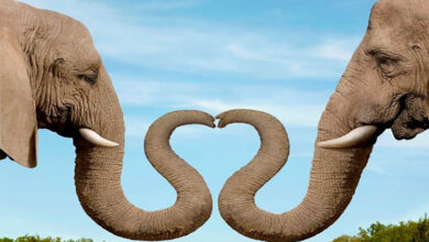 کدام حیوان ایستاده می خوابد