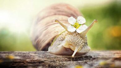 عجیب ترین دندان برای کدام حیوان است