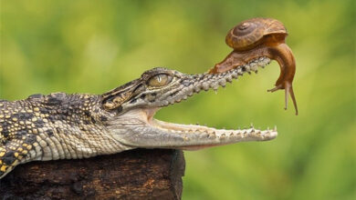 کدام حیوان قادر است سه سال بخوابد