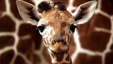 کدام حیوان لال است