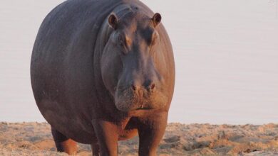 اسب آبی عرق صورتی دارد